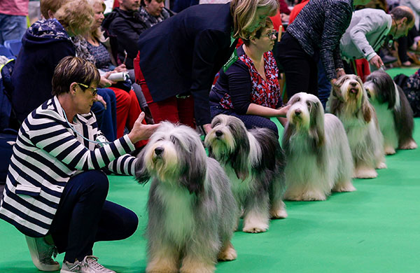 Owners showing their dogs